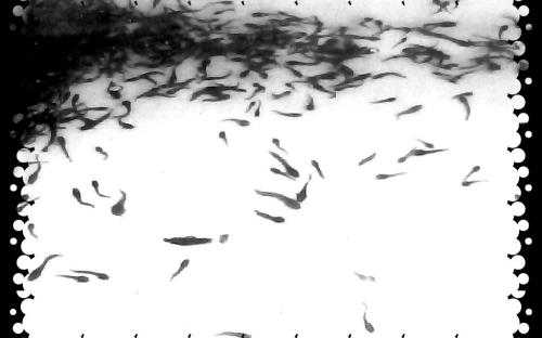 Catfish fingerlings pics